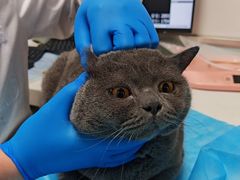 -达爱动物医院·犬猫分区·CT·复杂眼科(远洋山水分院)