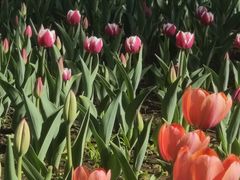 -长春公园(普阳街道)