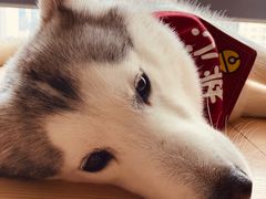 -Husky Go! 哈士奇体验馆·宠物咖啡厅狗咖