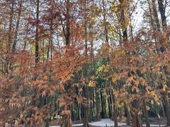 -上海海湾国家森林公园