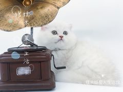 -糯米喵星人总部直营旗舰店·猫舍·幼猫出售