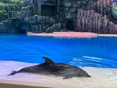 -珠海长隆海洋王国