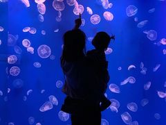 -江和美海洋公园