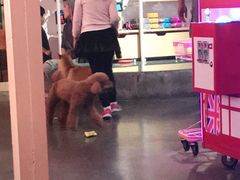 -百好乐宠物友好餐厅(朝外大街店)