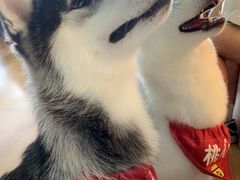 -Husky Go! 哈士奇体验馆·宠物咖啡厅狗咖