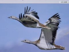 -野鸭湖国家湿地公园