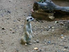 -清迈夜间动物园