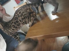 -猫爪屋猫咖(乐汇城店)