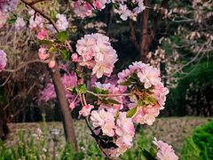 -海棠花溪(元大都城垣遗址公园)