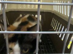 -宠爱国际动物医院·消化内科·心肾内科·ISFM猫友好(望京店)