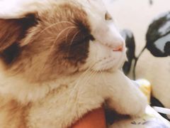 -猫大福·Fortune Cat猫舍(百子湾店)