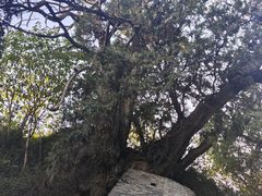 -玉泉观