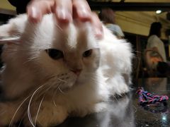 -more than meow吴止猫主题餐厅(承德 中船汇店)