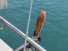 -小猫钓鱼海钓俱乐部(椰梦长廊店)