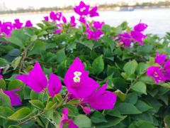 -珠江夜游广州塔·中大码头