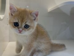-小猫来了·猫舍(红山六九七九店)
