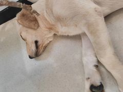 -共舞时光猫咖·狗咖(新街口店)