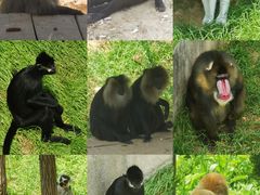 -大连森林动物园