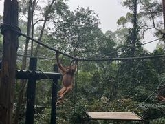 -广州长隆野生动物世界