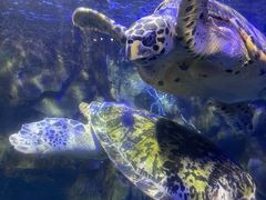 -太平洋海底世界