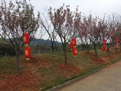 -天适樱花悠乐园