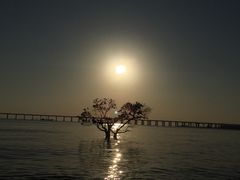 -宝安西湾红树林湿地公园