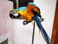 -观桥阁(锦溪店)