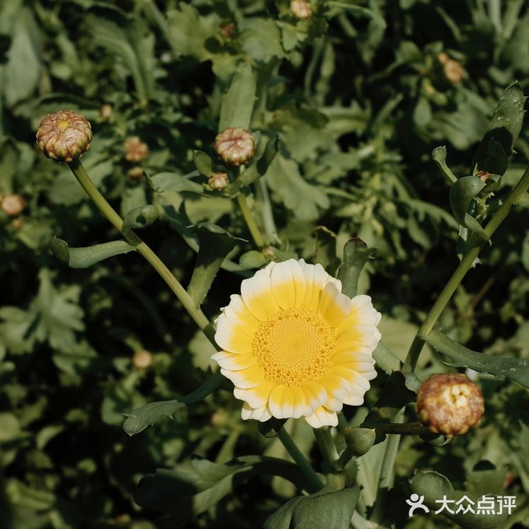 假日农家乐走起.#凤凰山农趣谷