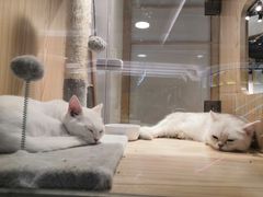 -屋虎猫馆(宝安大仟里店)