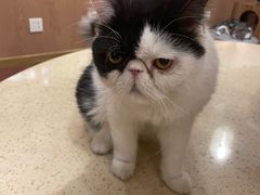-MOCHA明星猫咖(田子坊店)