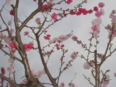 -南汇桃花村