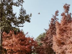-橘子洲景区