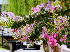 -运河游船(武林门码头)