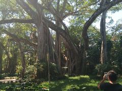 -瑞丽独树成林风景区