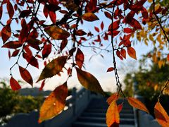 -八大山人梅湖景区