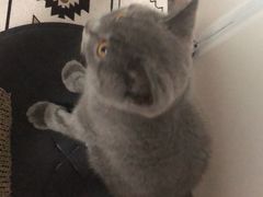 -安安宠医·安宠宠物医院