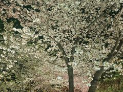 -西北湖绿化广场