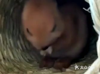 这个小动物呢，在自己的窝里面