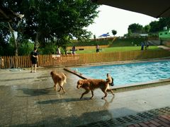 android_upload_pic-良成狗狗乐园