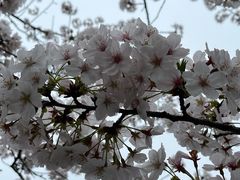 -高东镇樱花园