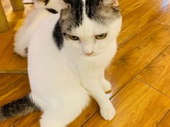 -喵园·猫主题咖啡厅·撸猫·猫咖(国贸店)