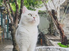 -喵屿·大理花园猫咖