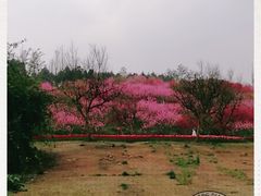 -秀丽东方