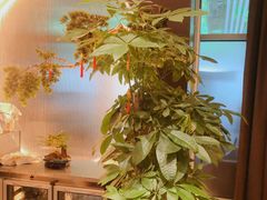 -香港狮子山下·明星粤菜餐厅(北苑店)