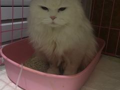 -美联众合动物医院·24h京西诊疗中心