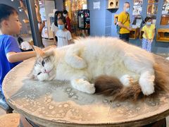 -more than meow吴止猫主题餐厅(承德 中船汇店)