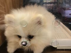 -FAELING PETS美天灵宠物(富力广场店)