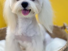 -翊宠yipet猫狗购宠庄园犬舍•猫舍