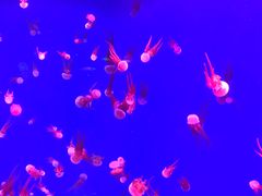 -芜湖新华联大白鲸海洋公园