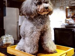 -more than meow吴止猫主题餐厅(承德 中船汇店)